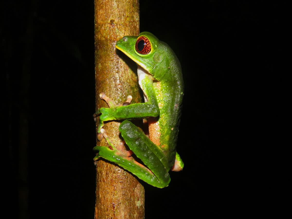 Rana tropical de ojos rojos en un ambiente de bosque lluvioso similar al ranario Iríria en La Fortuna