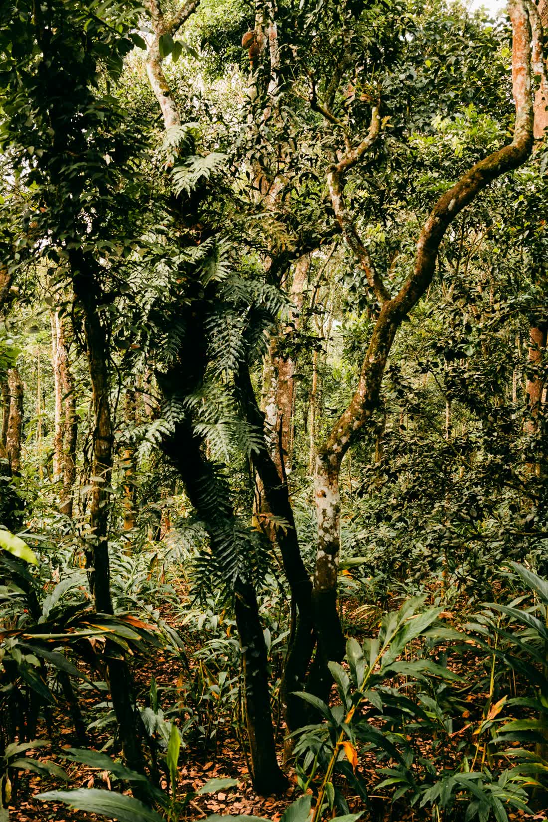 Bosque tropical denso junto al sendero en Iríria