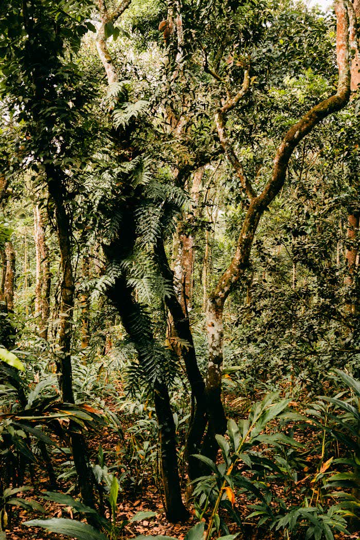 Bosque tropical húmedo con vegetación exuberante en Costa Rica