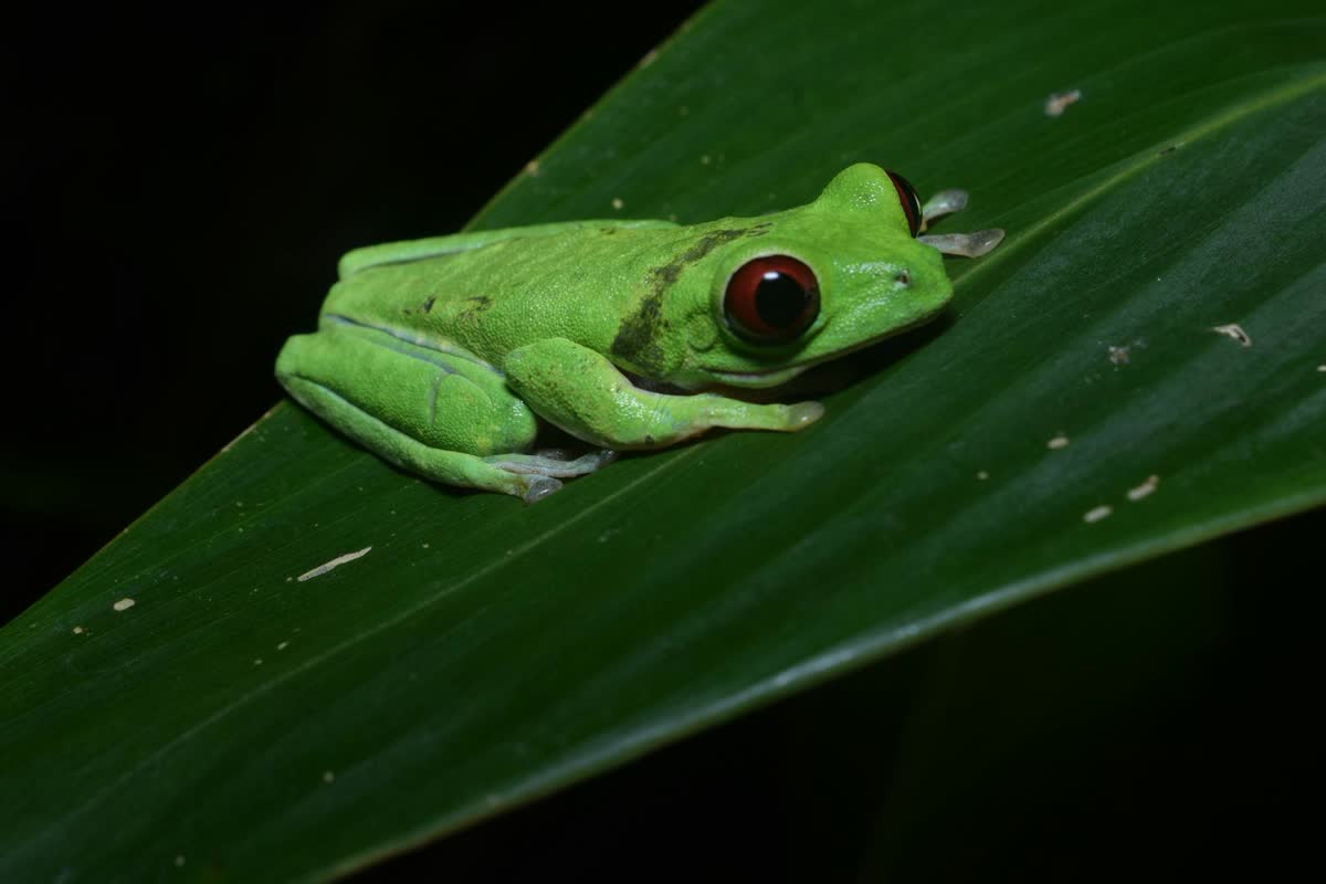 Rana de ojos rojos vista durante una experiencia nocturna de bosque cerca de La Fortuna
