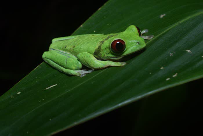 Rana de ojos rojos Agalychnis callidryas posada en hoja tropical verde en Costa Rica