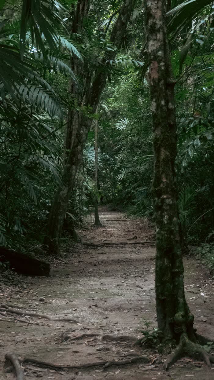 Sendero en la selva tropical de América Central entre vegetación densa y canopy cerrado