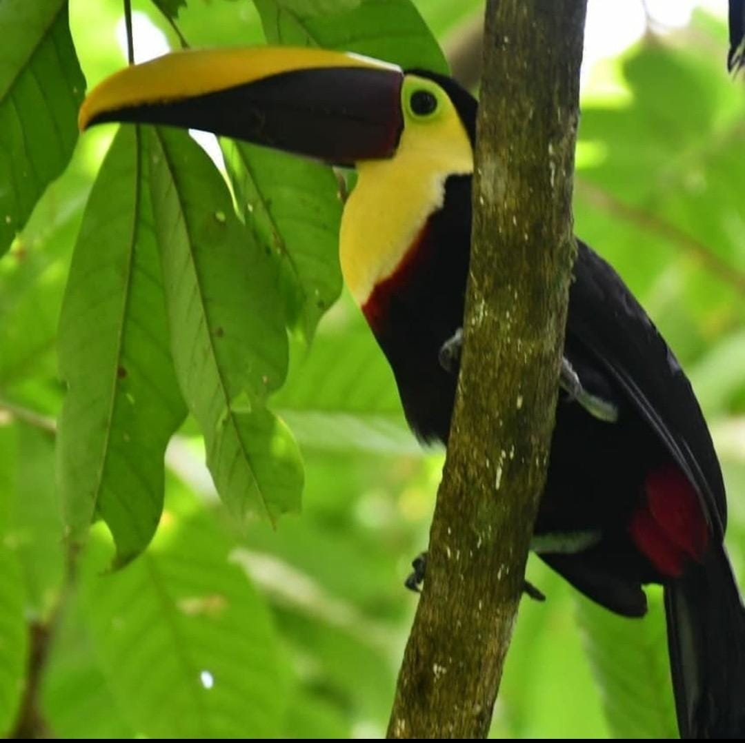 Tucán posado entre hojas verdes del bosque tropical