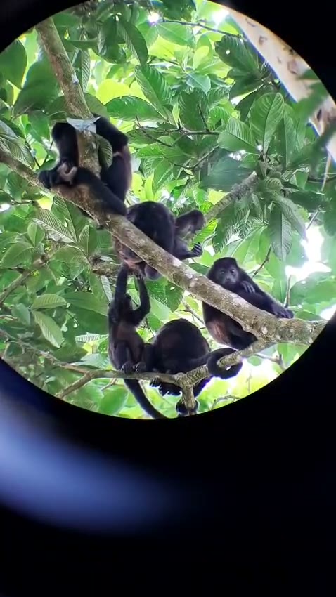 Monos congo observados con telescopio en el bosque tropical de Proyecto Familiar Iríria