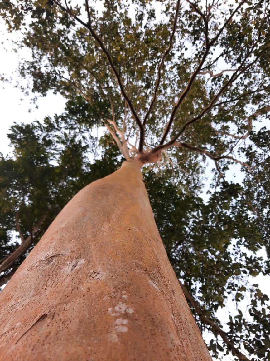Árbol alto visto desde la base hacia el dosel del bosque