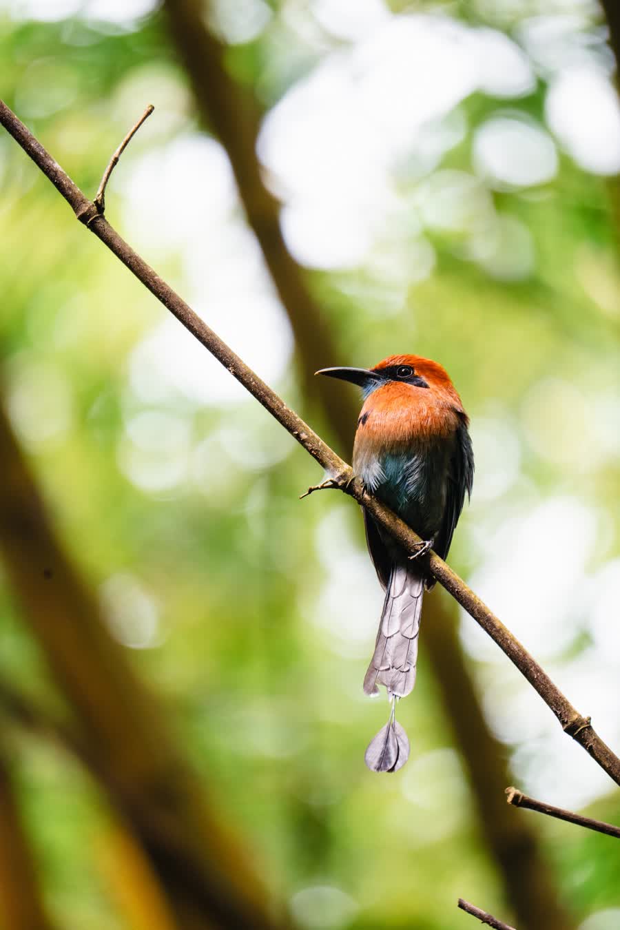 Momoto posado en una rama durante una pajareada cerca de La Fortuna