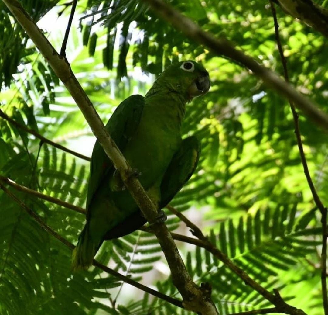 Loro verde entre ramas de la selva tropical