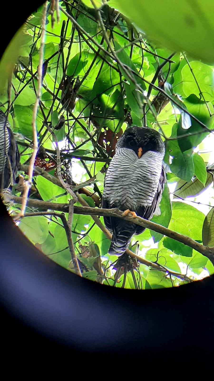 Búho observado con telescopio durante una pajareada en el bosque tropical