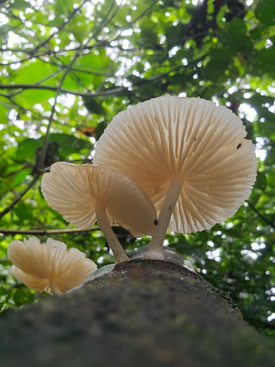 Hongos blancos creciendo sobre un tronco del bosque tropical