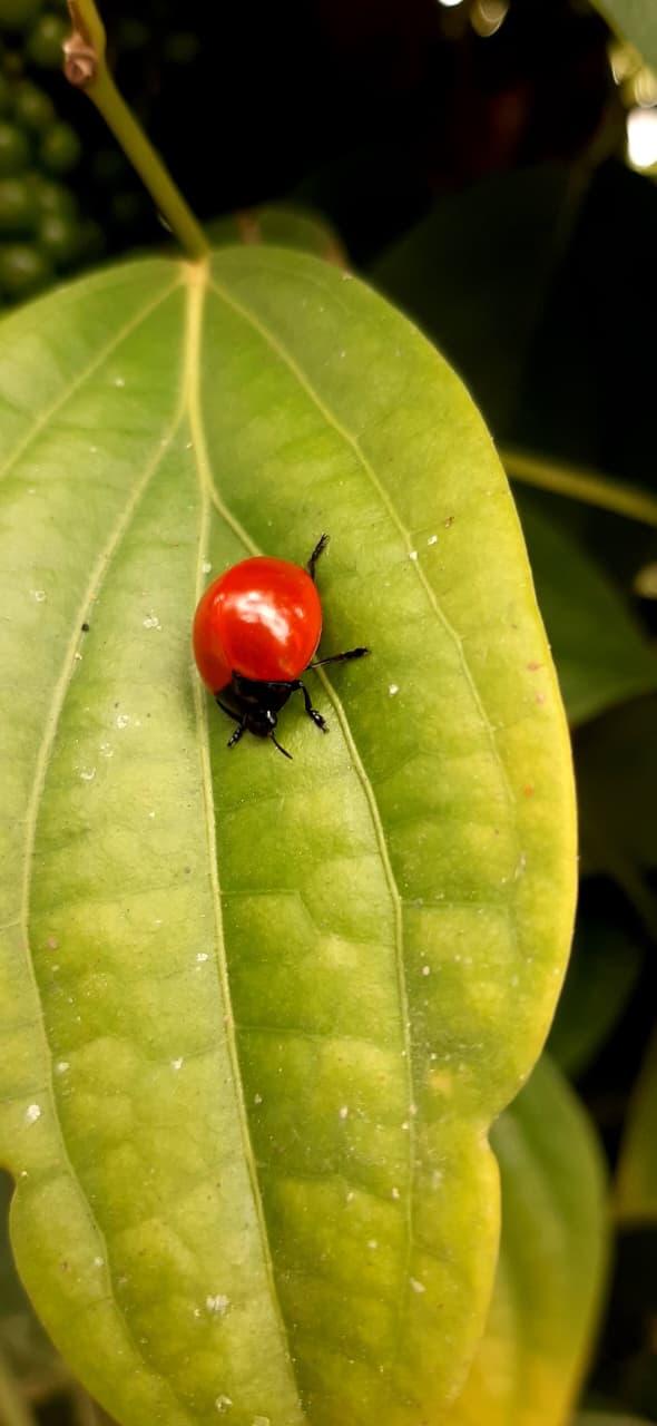 Escarabajo rojo sobre una hoja visto durante una caminata nocturna en el bosque