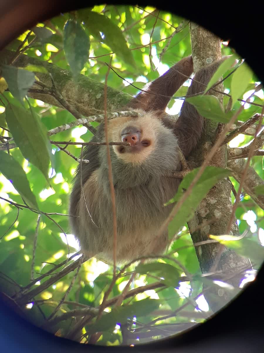 Perezoso observado con telescopio en el bosque tropical de Costa Rica