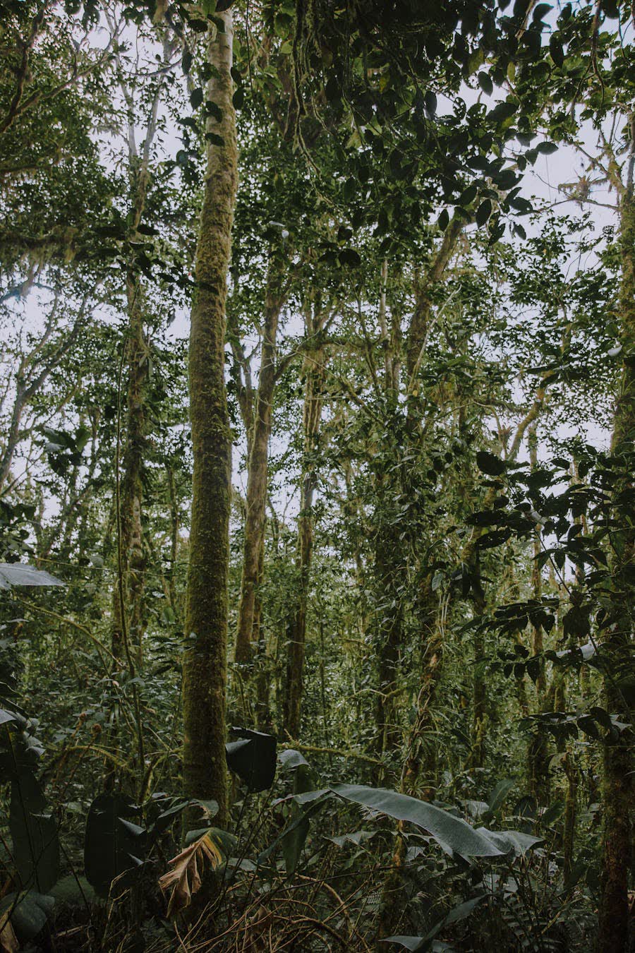 Dosel del bosque nuboso de Monteverde, Costa Rica — vegetación tropical densa y exuberante