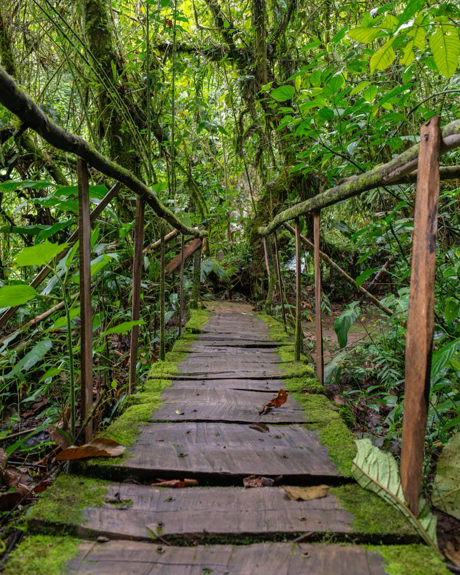 Sendero en la selva tropical de Costa Rica con puente de madera rodeado de vegetación verde