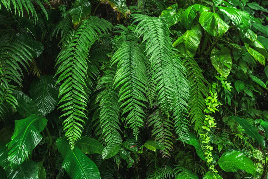 Helechos tropicales y vegetación densa del bosque lluvioso en La Fortuna de San Carlos, Costa Rica