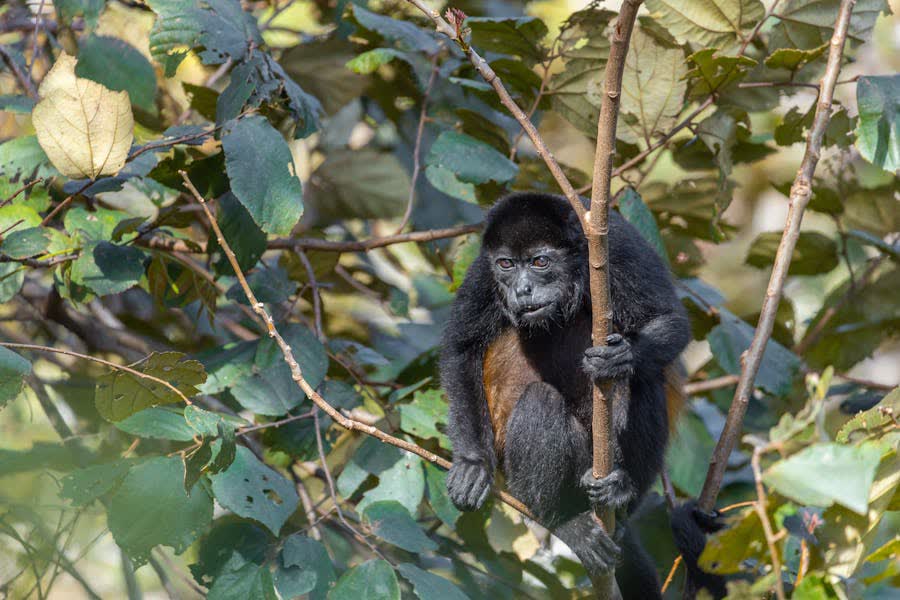 Mono congo negro Alouatta palliata entre hojas tropicales en bosque de Guanacaste, Costa Rica