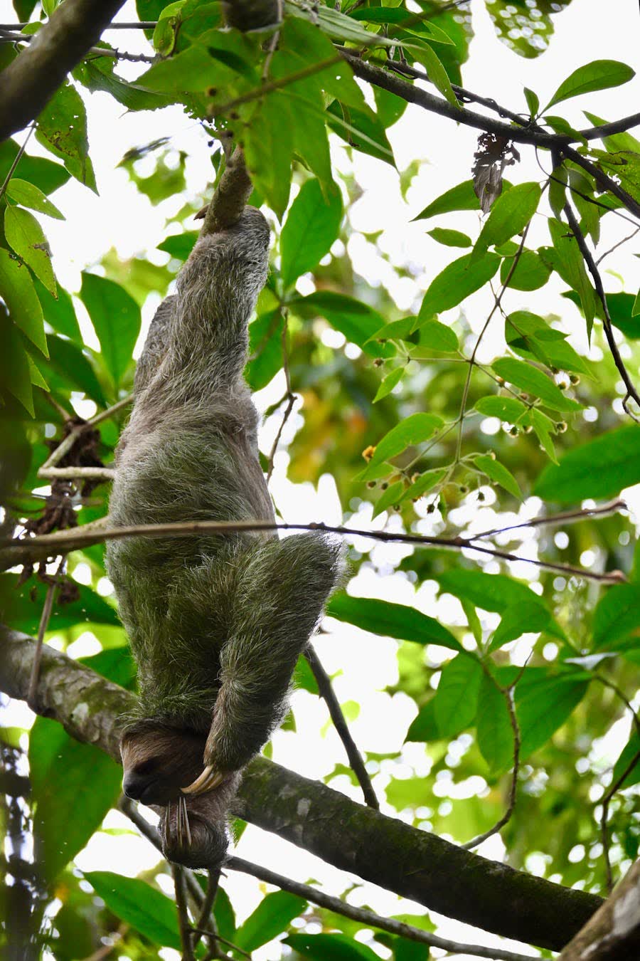 Perezoso de tres dedos Bradypus variegatus colgando en árbol tropical del bosque lluvioso de Costa Rica
