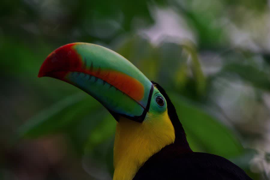Tucán pico iris Ramphastos sulfuratus con pico multicolor en selva tropical de Costa Rica